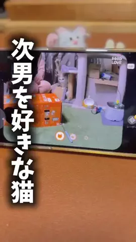 ドS猫の球太と三太とポンコツ母ちゃん⚾️😸のTikTok投稿