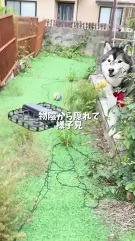もえまつの森🌳💥のTikTok投稿