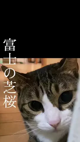 ドS猫の球太と三太とポンコツ母ちゃん⚾️😸のTikTok投稿