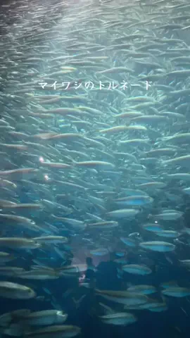 ラベちゃん🪻温泉旅♨️のTikTok投稿
