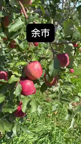 BESKOのTikTok投稿