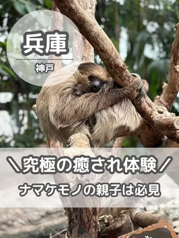 BESKOのTikTok投稿