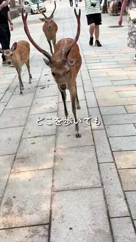 BESKOのTikTok投稿