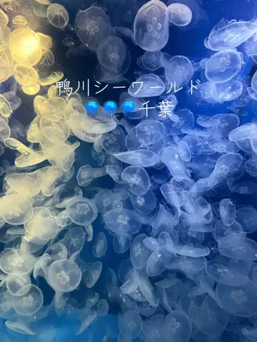 ラベちゃん🪻温泉旅♨️のTikTok投稿