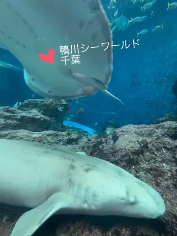 ラベちゃん🪻温泉旅♨️のTikTok投稿