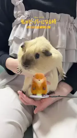 ひのき🪵モルモットの日常のTikTok投稿