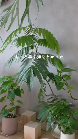 かい | 園芸インストラクターのTikTok投稿
