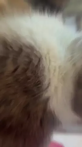 まきかなのTikTok投稿