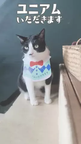 いつも通り、猫なんです。のTikTok投稿