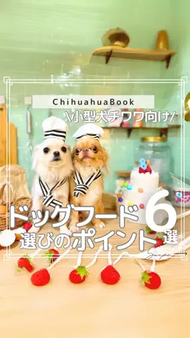 Chihuahua Book♡のTikTok投稿