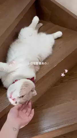 𝑀𝐼𝐾𝑈のTikTok投稿