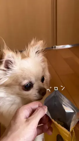ぷーまおのTikTok投稿