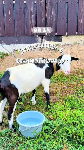 とことこ【大阪発】おでかけスポットのTikTok投稿
