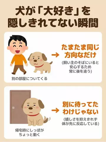 都内のチワワのTikTok投稿