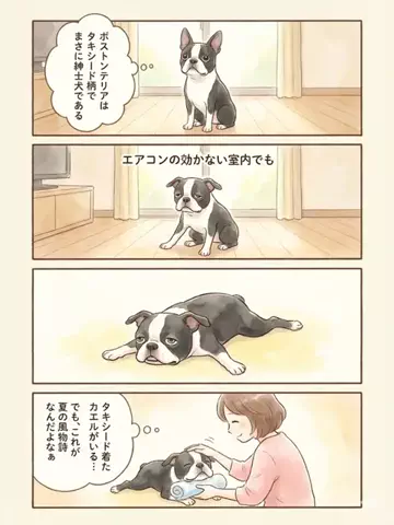 都内のチワワのTikTok投稿