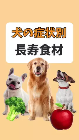 都内のチワワのTikTok投稿