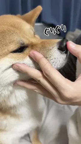 チワワの、のぶなが【飼い主と犬がおもしろすぎる】のTikTok投稿