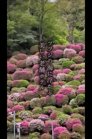 京都コンシェル❀めぐみ❀のTikTok投稿