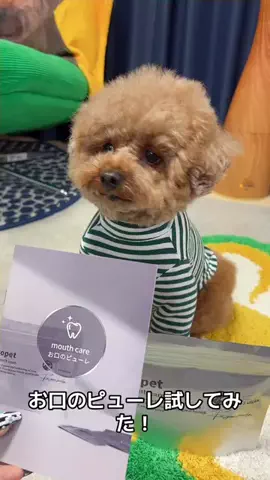 トイプードルのコロ助のTikTok PR投稿：お口のピューレ試してみた❗️ #お口のピューレ #topet #pr …