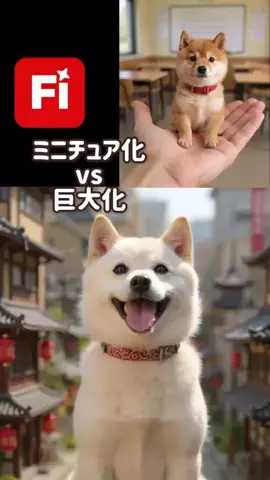 豆柴  豆千代くんちのTikTok投稿
