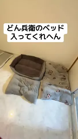 田中テッド（几帳面）のTikTok投稿