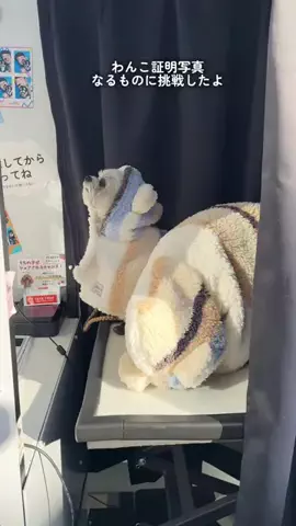 いたずらBECKともっといたずらアポのTikTok投稿