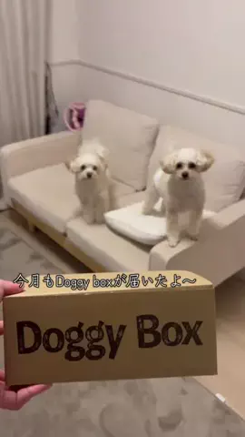 エンくんとスイくんのTikTok投稿