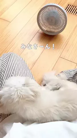 チワマルのぷぷのTikTok投稿