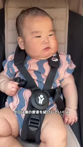 どすこいせんちゃんのTikTok投稿