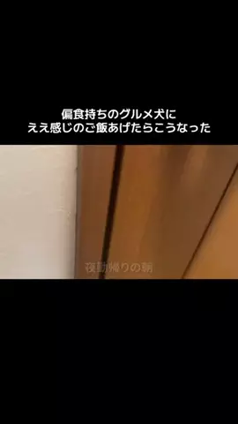 ププのほのぼの日記のTikTok投稿