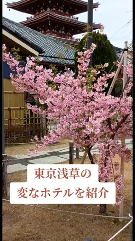 トトのTikTok投稿