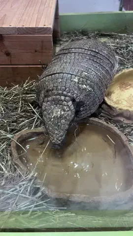 えりたま　あっちゃこちゃの万華鏡のTikTok投稿