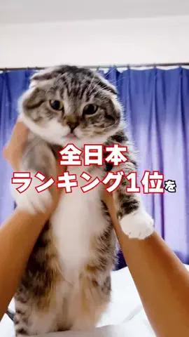 ねこぞー@猫のお役立ち情報のTikTok投稿