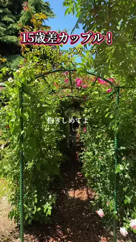 健康オタク加藤🧸🌊のTikTok投稿