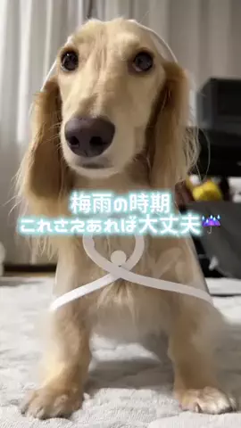 989🐶🐶のTikTok投稿