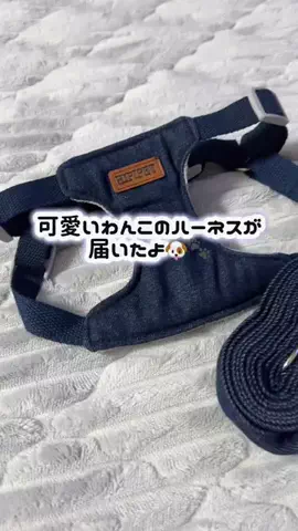 989🐶🐶のTikTok投稿