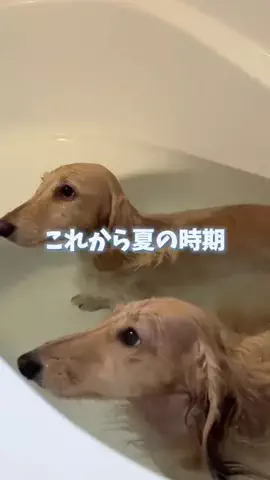 989🐶🐶のTikTok投稿