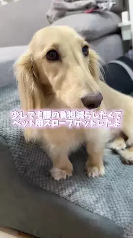 989🐶🐶のTikTok投稿