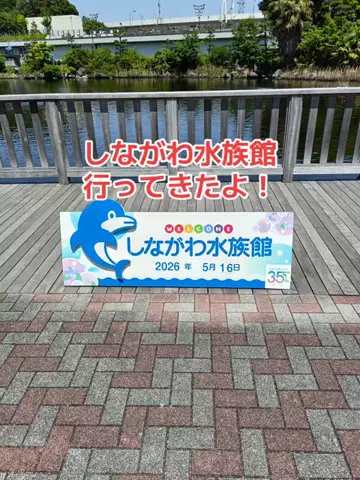 野良猫　イチくんとナナちゃんのTikTok投稿