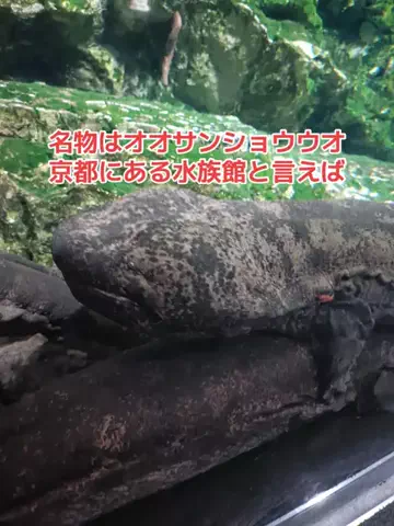 野良猫　イチくんとナナちゃんのTikTok投稿