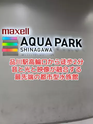 野良猫　イチくんとナナちゃんのTikTok投稿