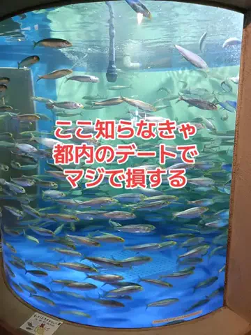 野良猫　イチくんとナナちゃんのTikTok投稿