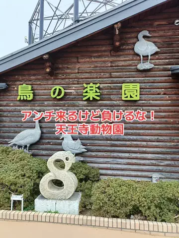 野良猫　イチくんとナナちゃんのTikTok投稿