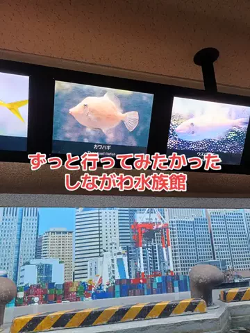 野良猫　イチくんとナナちゃんのTikTok投稿