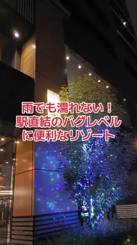 野良猫　イチくんとナナちゃんのTikTok投稿