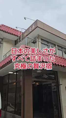 野良猫　イチくんとナナちゃんのTikTok投稿