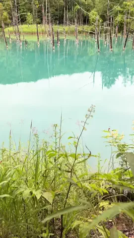 おとけしきのTikTok投稿