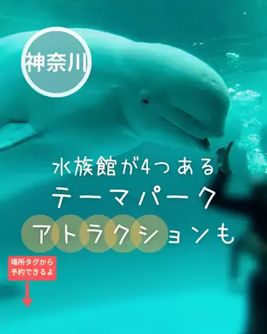 ペリー来航のTikTok投稿