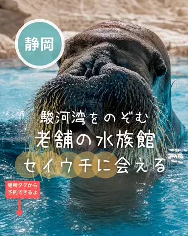 ペリー来航のTikTok投稿