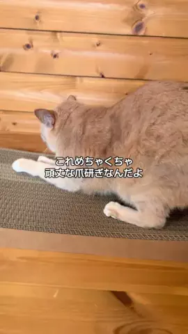 ハルとアキ🐱のTikTok投稿